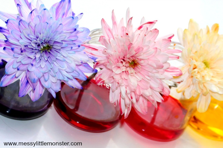 color changing flowers science experiment for kids