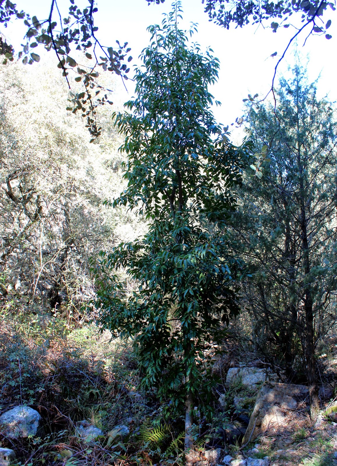 Castañar de Ibor. Geoparque de las Villuercas, Ibores y Jara Prinus Lusitana. Loro en la ruta de la Cascada de Calabazas