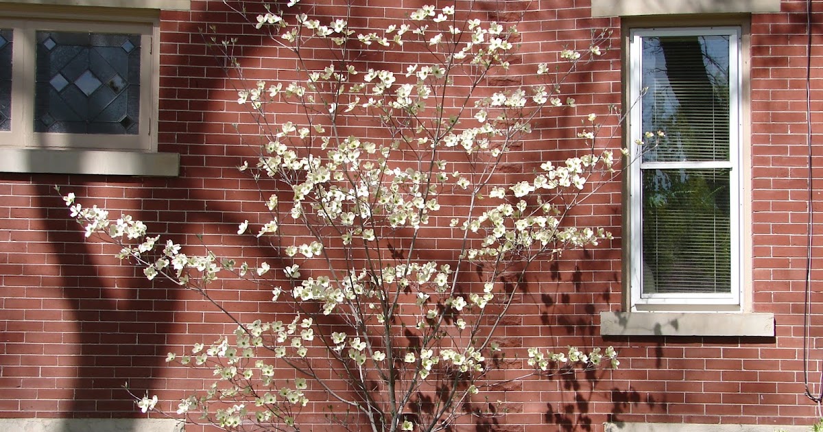 New Utah Gardener Flowering Dogwood Grows In Utah!