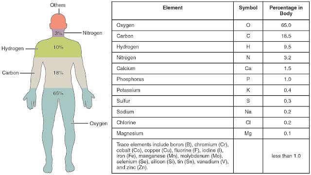 human-body-composition
