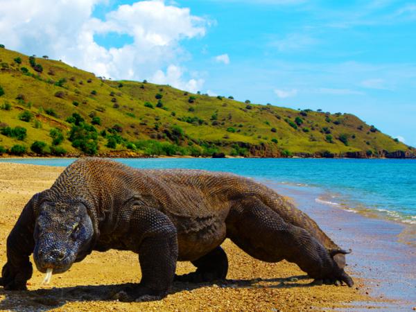 Pulau Komodo Pulau Komodo | Wisata NTT | Wonderful Indonesia