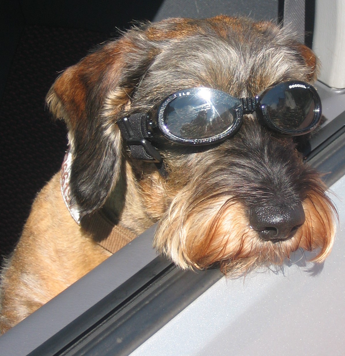 Hundezubehör für kleine und große Hunde fashion and lifestyle for