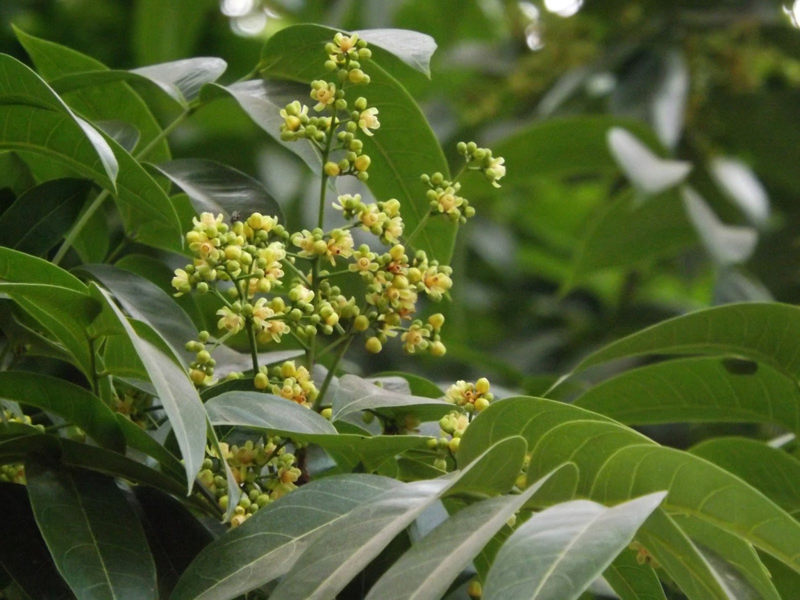 Mahogany, Swietenia Mahagoni, 58 OFF www.elevate.in