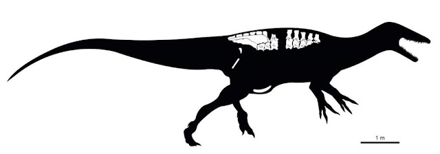 New Patagonian predator sheds light on mysterious meat-eating dinosaur group New Patagonian predator sheds light on mysterious meat-eating dinosaur group