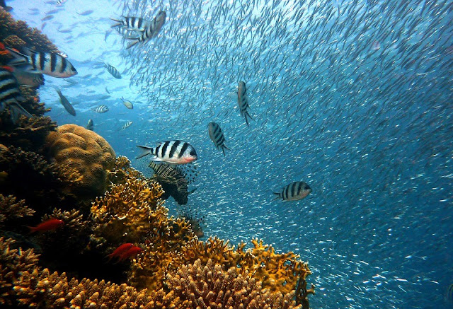 اسطرلاب المرجان العظيم