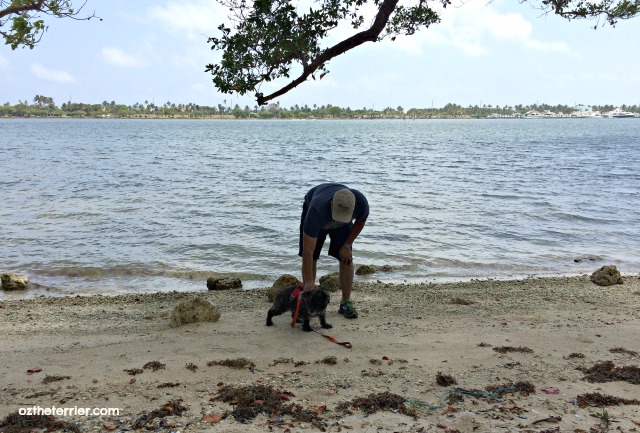 Oz on the beach at Biscayne Bay, Oleta River State Park, Miami, Florida