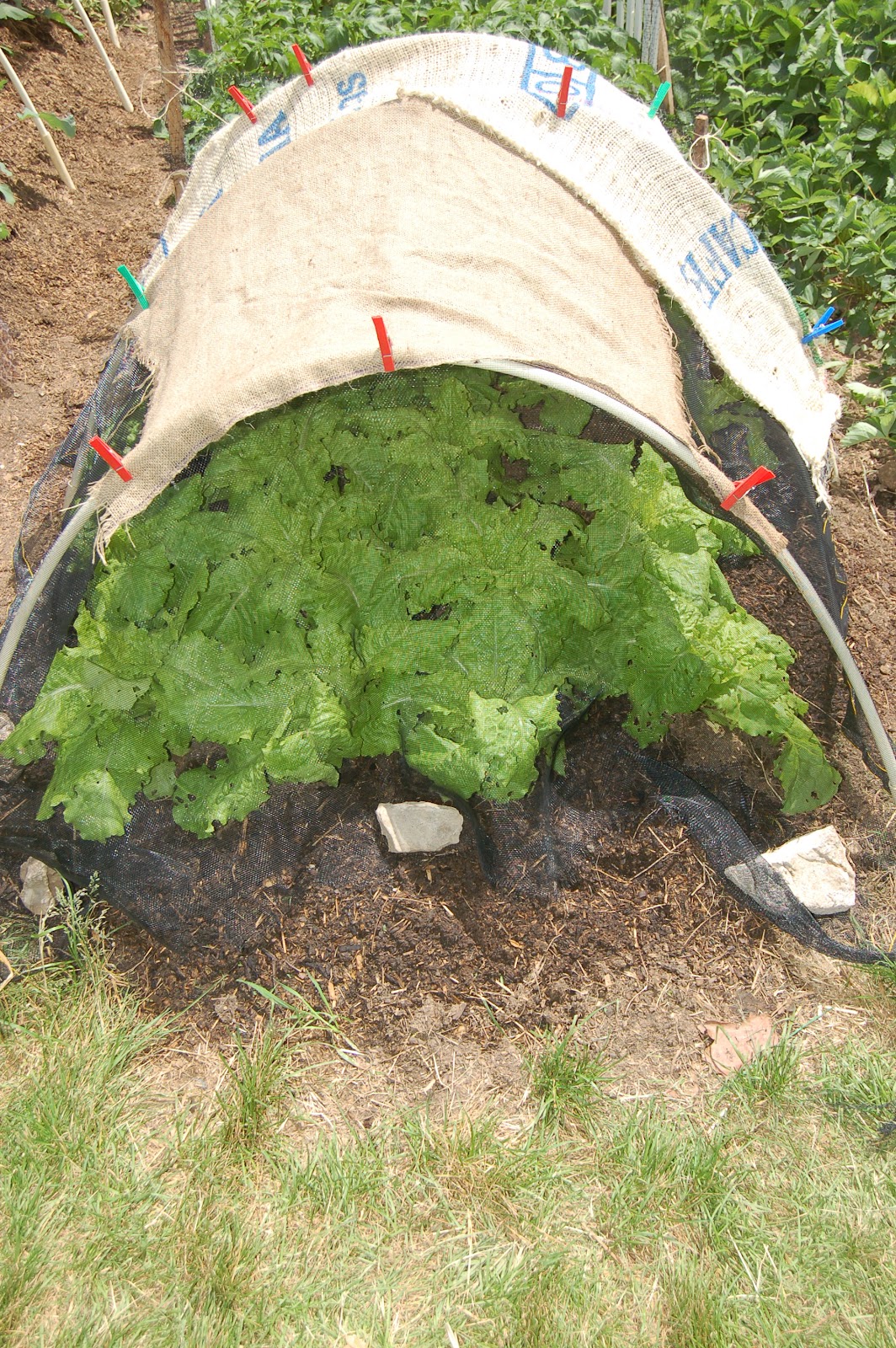 Midwestern Garden Head lettuce and hoop tunnel with shade cloth.
