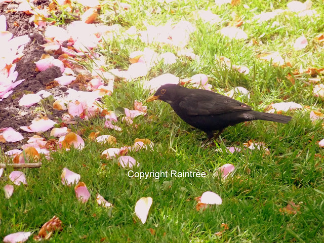Blackbird on lawn with pink petals