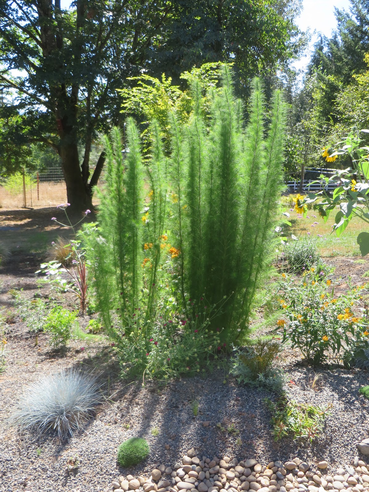Mahonias Useful Shrubs For A Shady Spot The Backyard Gardener