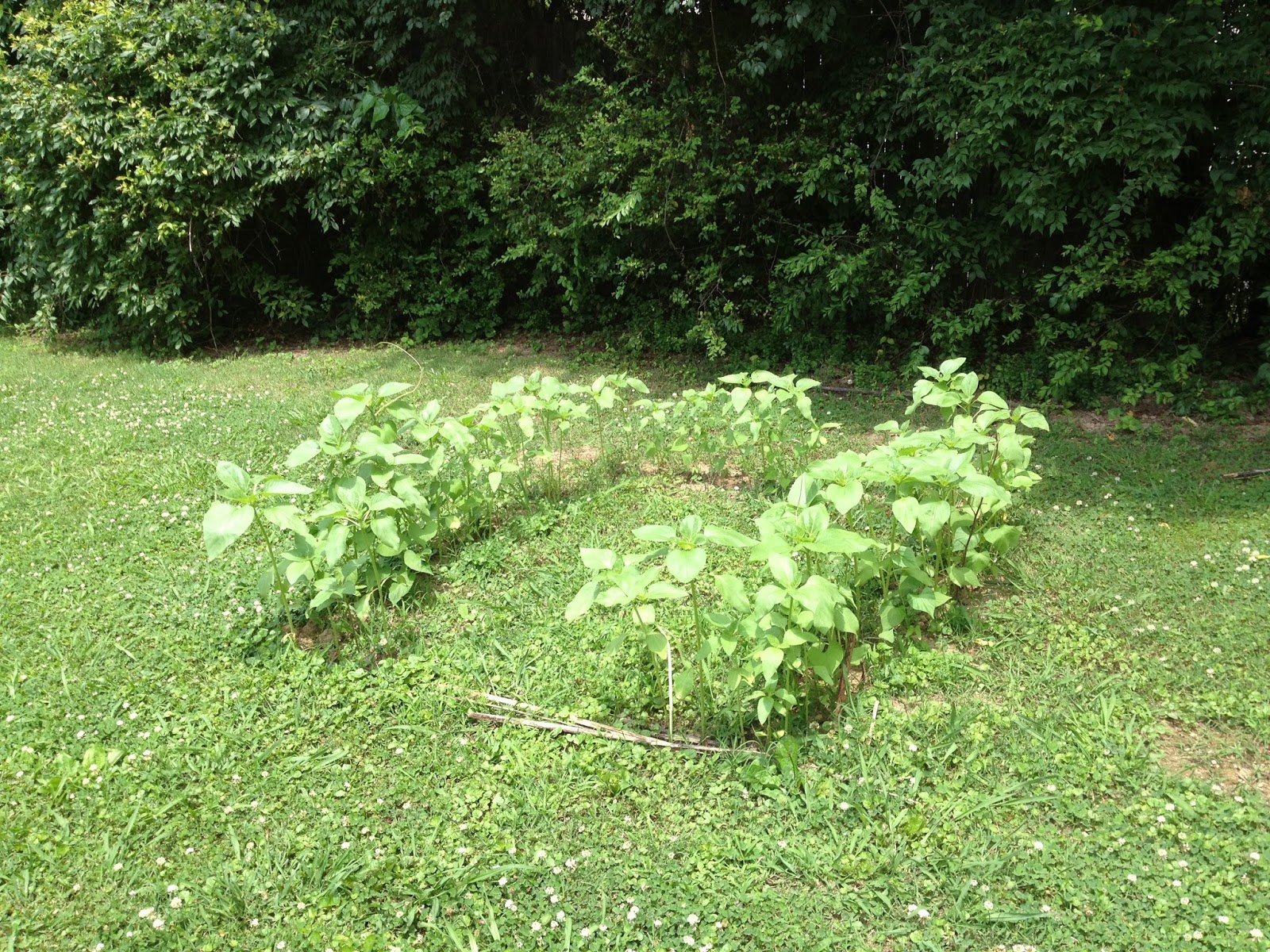 Alexandria's Garden How to Build a Sunflower House