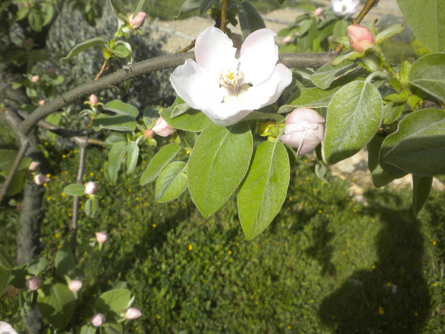 quince blossom, my favourite because so simple and perfect - athough beware the perfume!