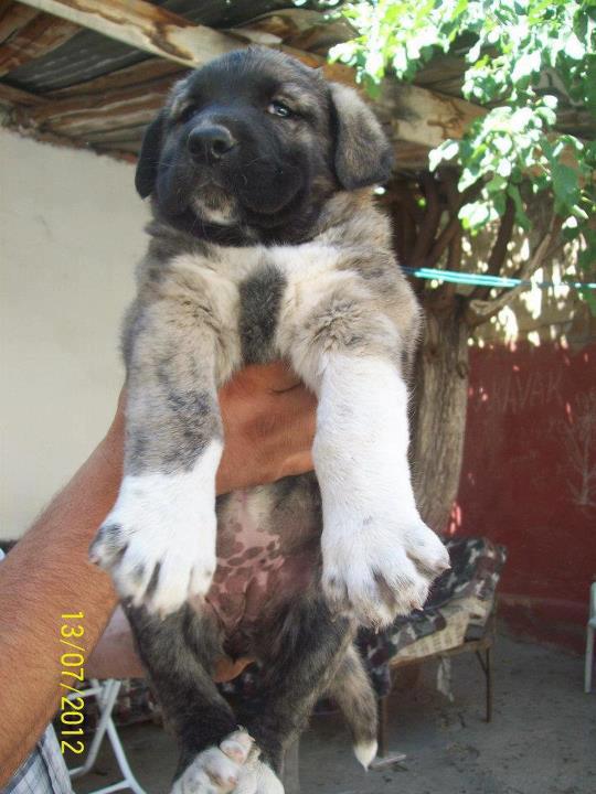 Küçük Yavru Kangalla Köpek Resimleri KANGAL SEVDALILARI