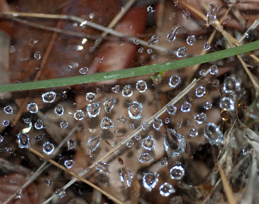 At the Cabin Water Jewels I