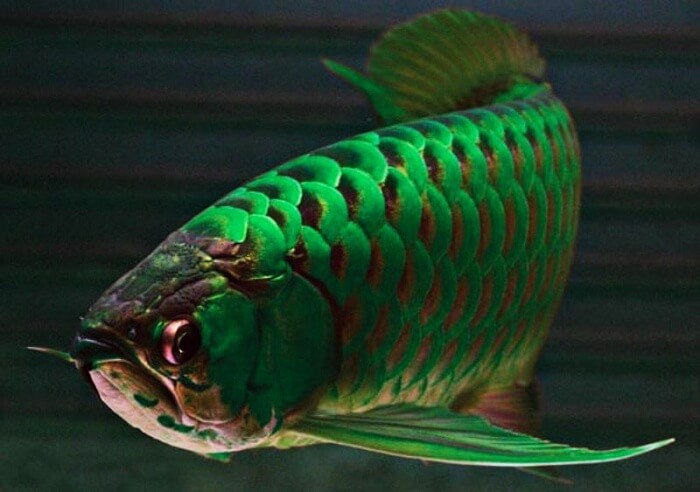 6 Spesis Ikan Tropika Termahal Di Dunia