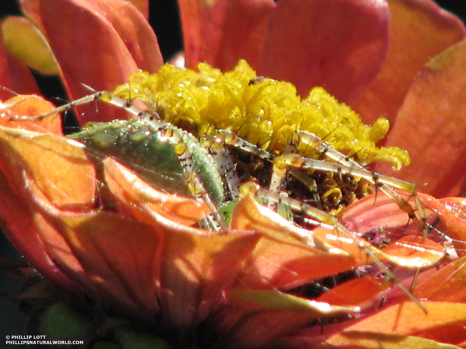 Pieris Shrub Stock Photos Pieris Shrub Stock Images Alamy