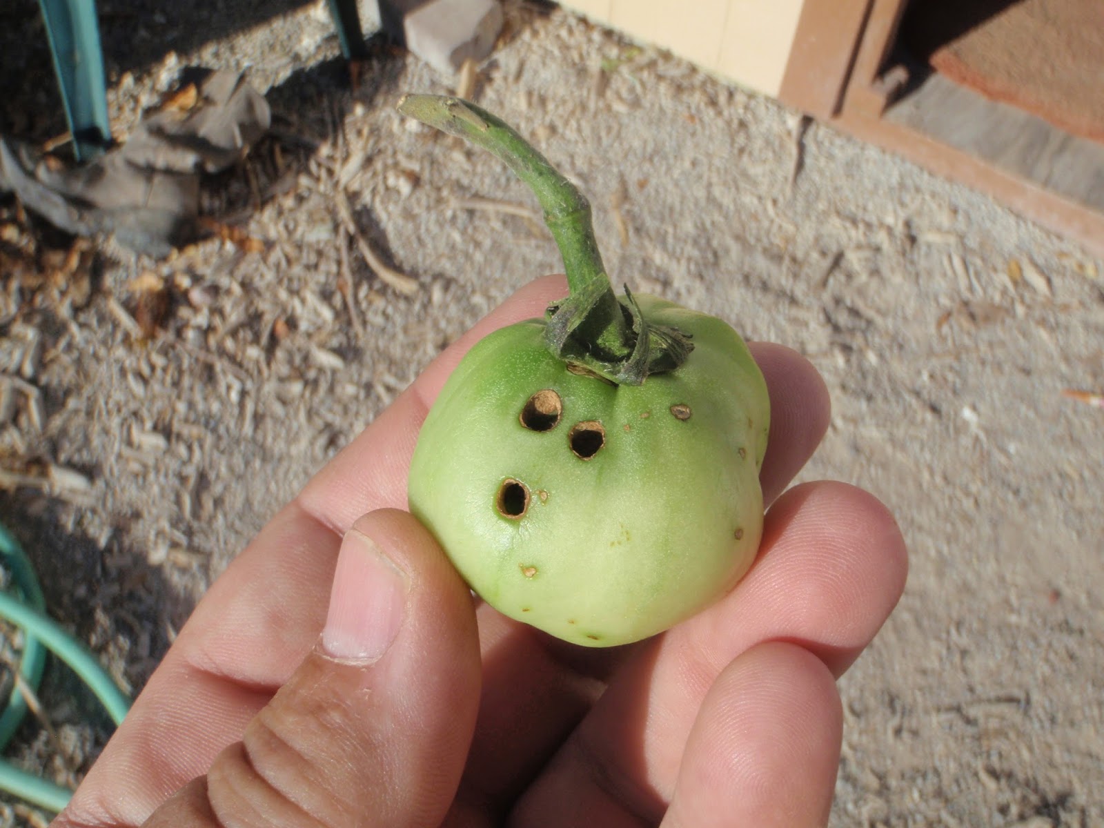 Xtremehorticulture of the Desert Small Round Holes in Tomatoes is