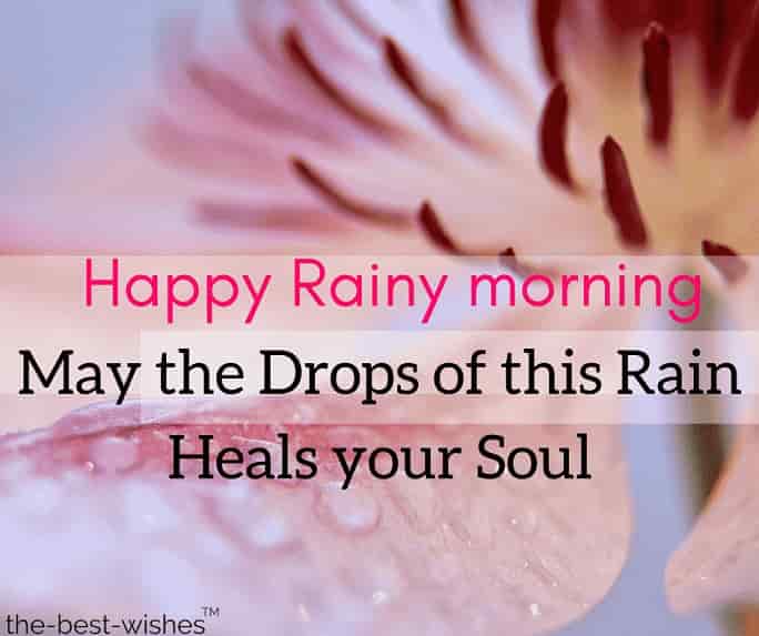 rainy-morning-pic-with-flower rainy morning pic with flower