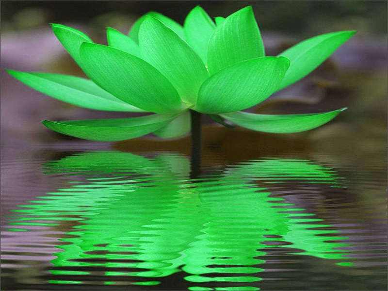 Inzicht in ons ware zelf, zoals de lotus smetteloos bovenkomt vanuit de modder.