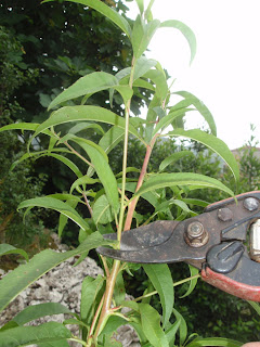 poda en verde del melocotonero