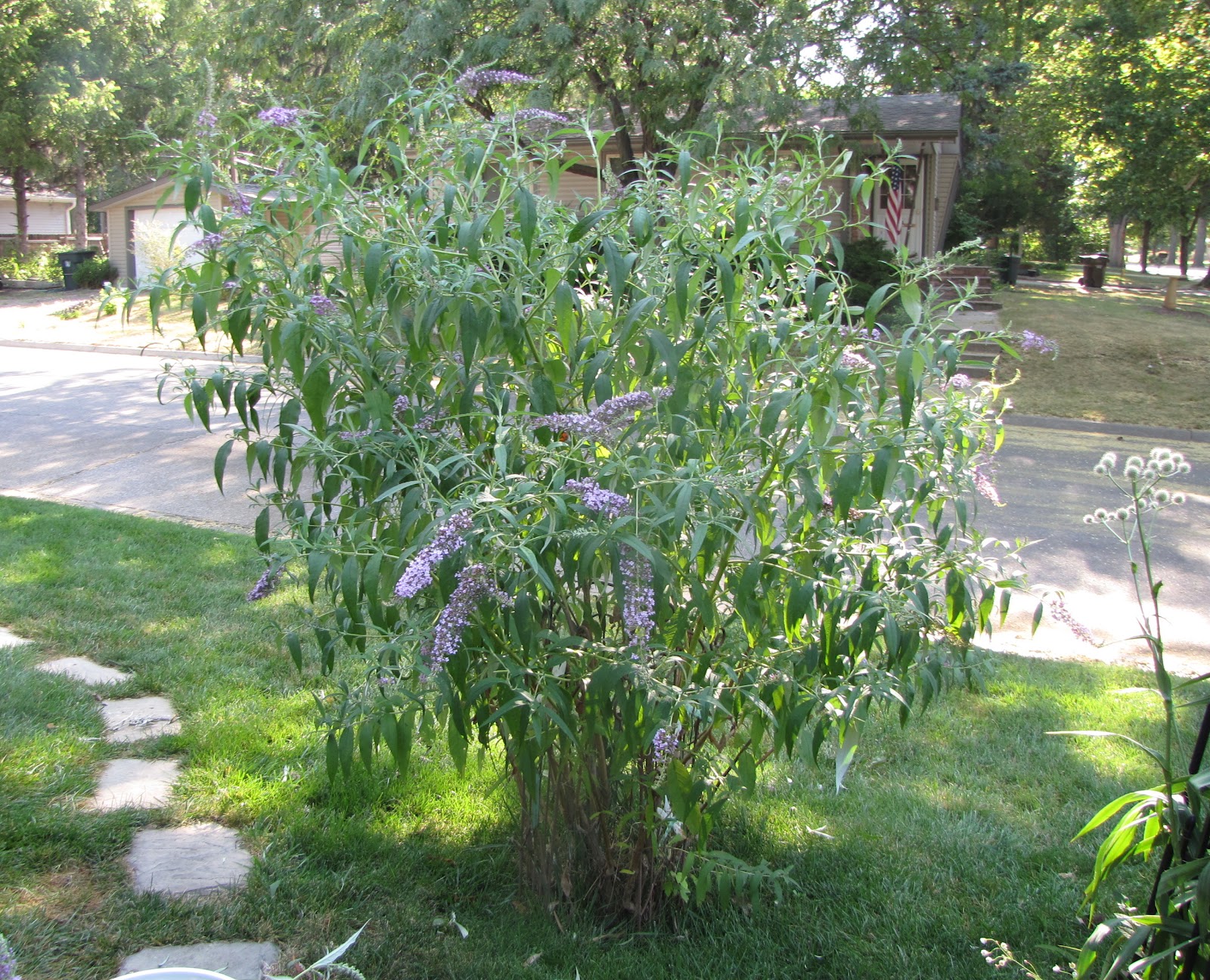 A Corner Garden How I Deadhead Butterfly Bushes