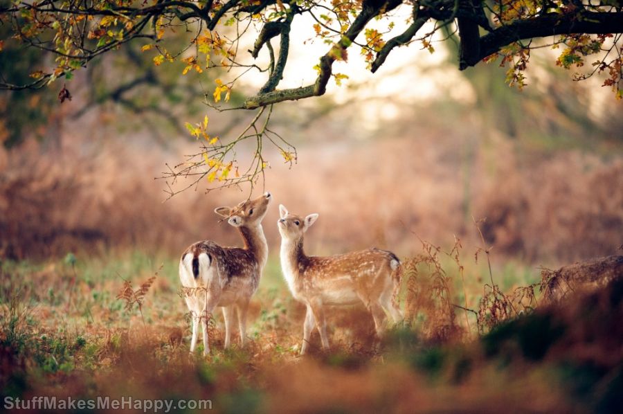 Joyful Animals Who Are Enjoying the Magic of Autumn