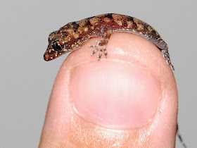caca de lagartija caca de lagartija