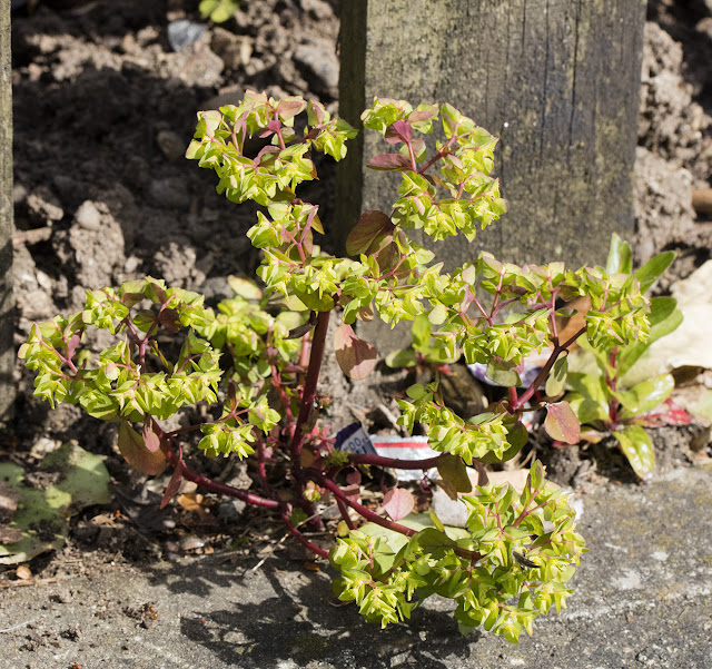 Petty Spurge, Euphorbia peplus. Tiepigs Lane, Hayes, 26 April 2016. Petty Spurge, Euphorbia peplus. Tiepigs Lane, Hayes, 26 April 2016.