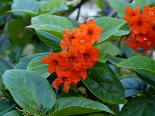 Cordia sebestena - Sébestier - Bois râpe - Mapou rouge Cordia sebestena - Sébestier - Bois râpe - Mapou rouge
