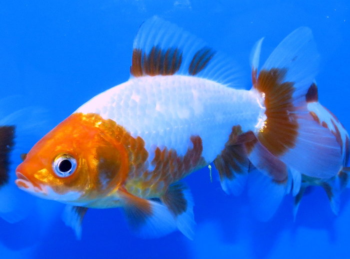 金魚快訊部落格goldfish Message Blog 地金寫真 Jikin
