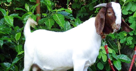 Subhanallah, Kambing Ini Cium Dan Peluk Majikannya Sebelum Dipasrahkan Untuk Dijadikan Korban