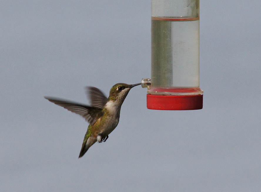 A Long Island Summer In Pictures THE BAITING HOLLOW HUMMINGBIRD SANCTUARY