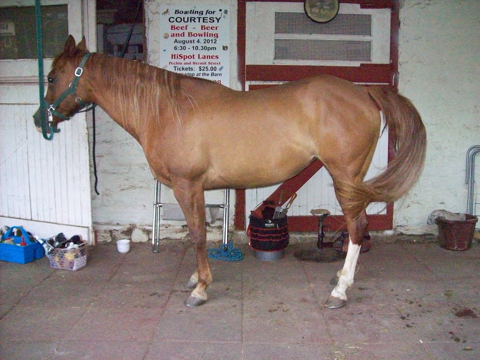 Horse Lame After New Shoes Horse Lame After New Shoes