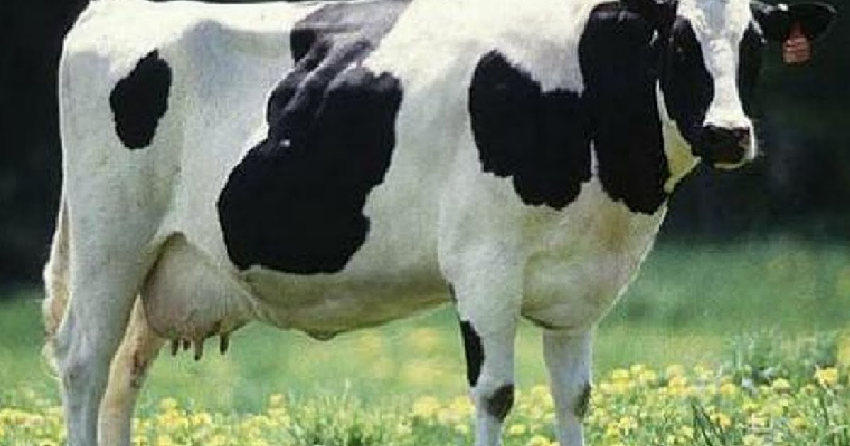 pengertian dan komposisi nutrisi susu sapi perah - elinotes