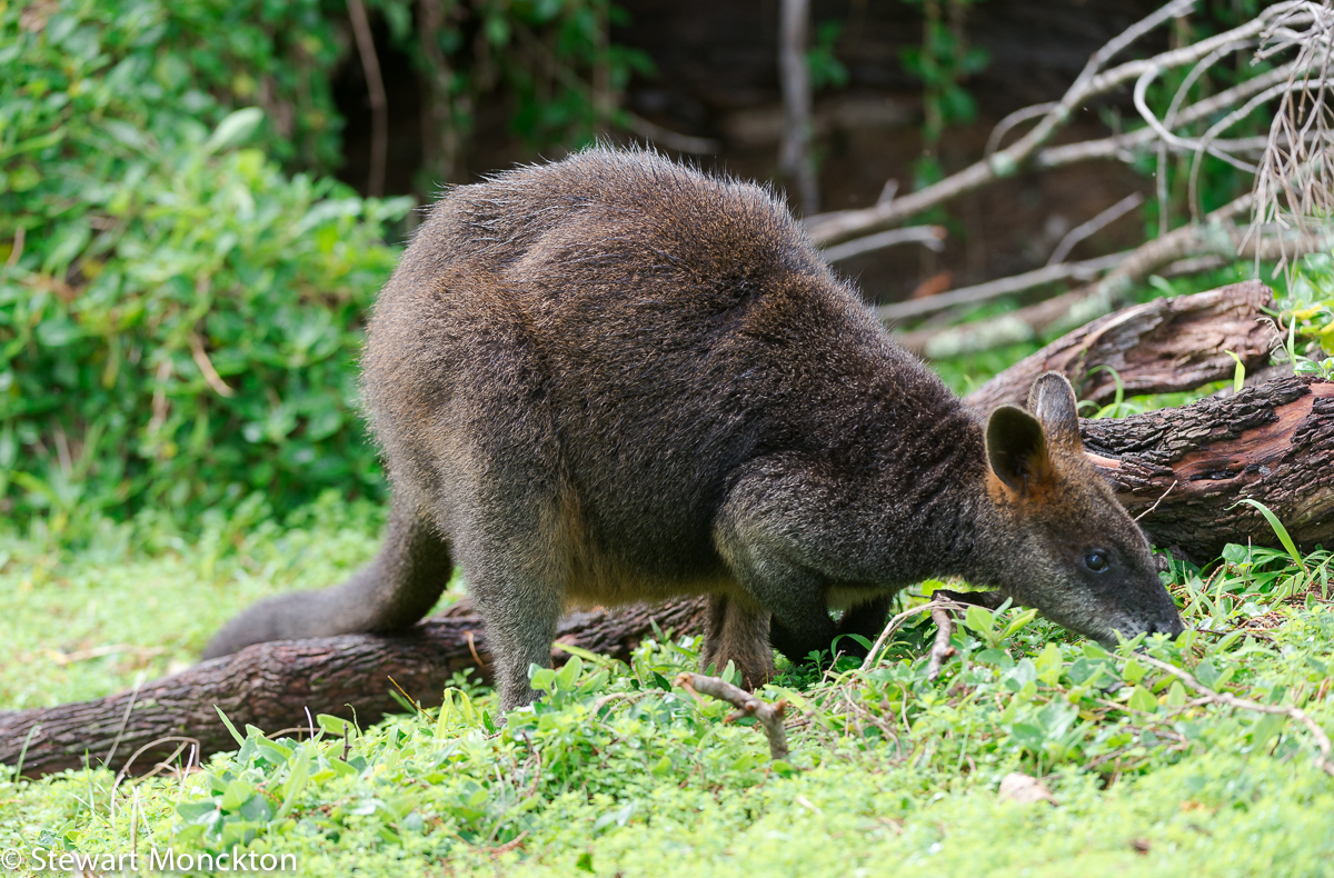 Paying Ready Attention Photo Gallery Black Wallaby / Swamp Wallaby