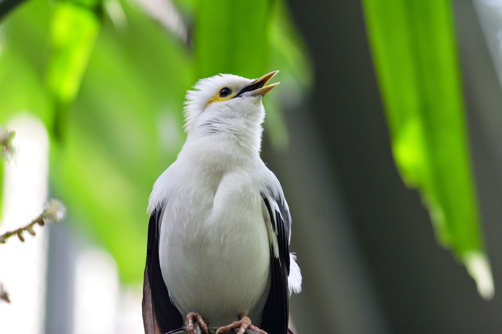 Foto Burung Jalak Putih - Burung