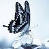 wallpaper gambar foto binatang, hewan