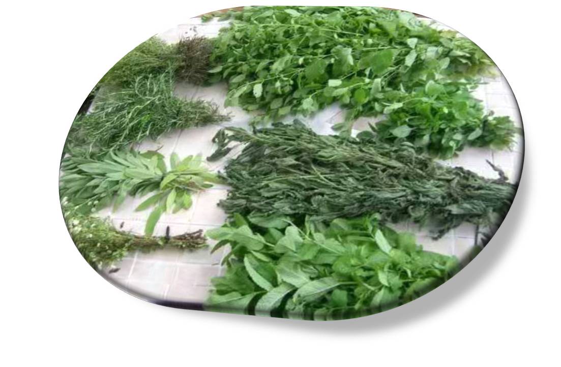 Ewé Osanyin: 180 Herbs Commonly Used in Ifá-Orisha/180 Hierbas de uso común  en Ifá-Orisha (Full-Color Photographs)