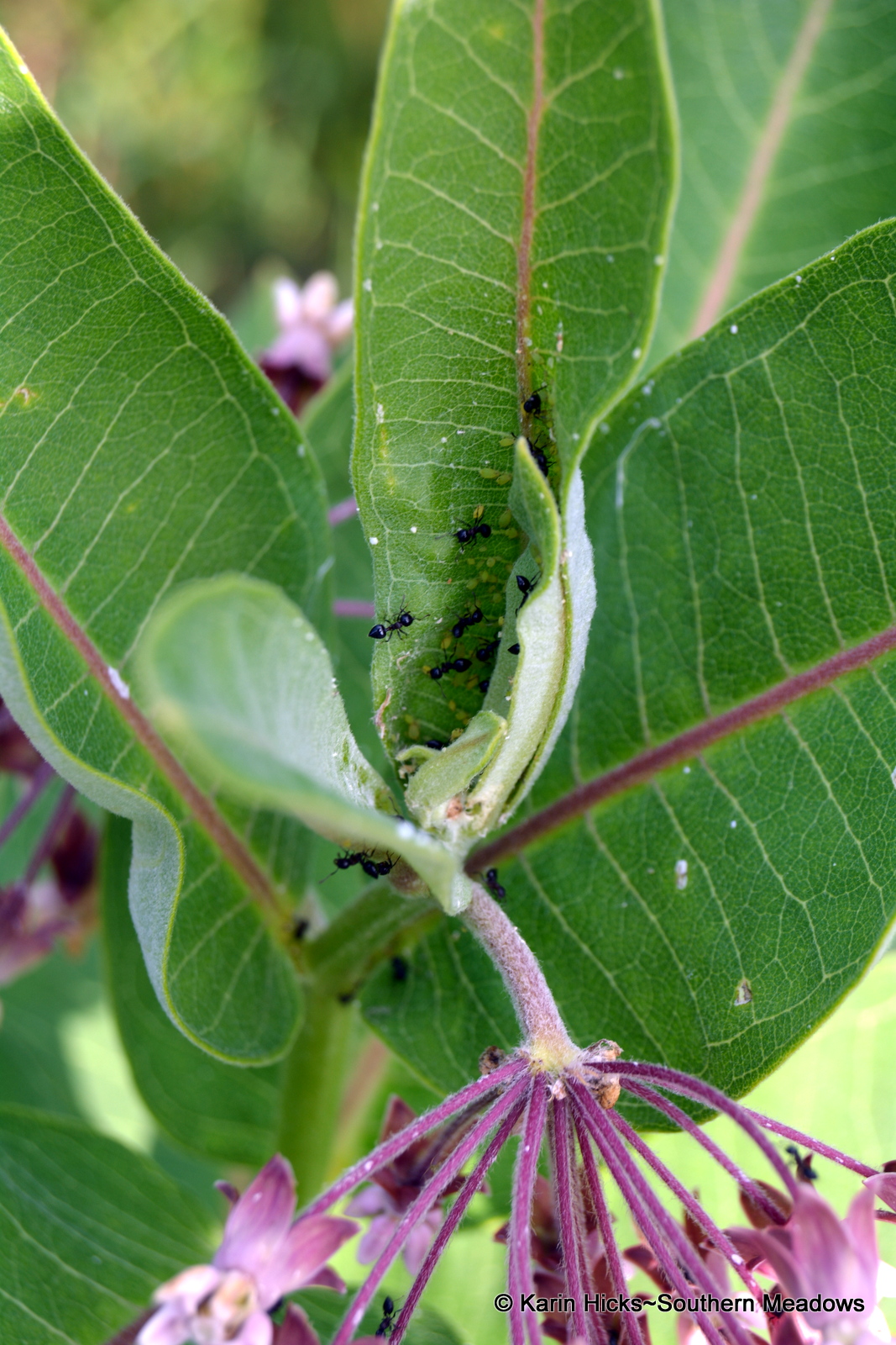 The Not So Common Milkweed (in Georgia anyway)