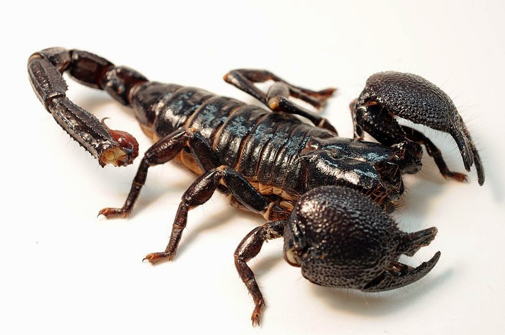 Emperor Black Scorpion