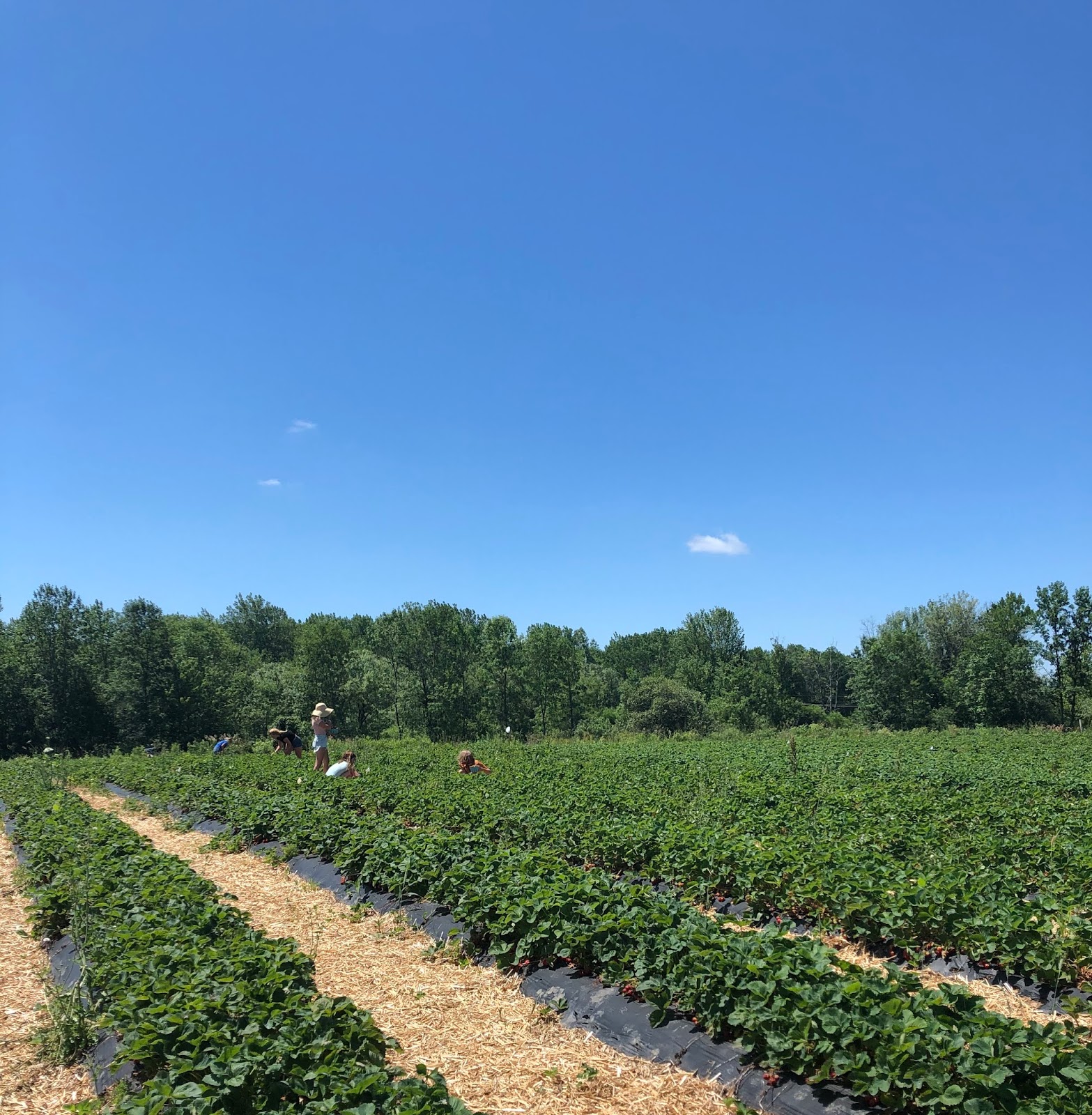 18underoneroof : strawberry fields.forever.
