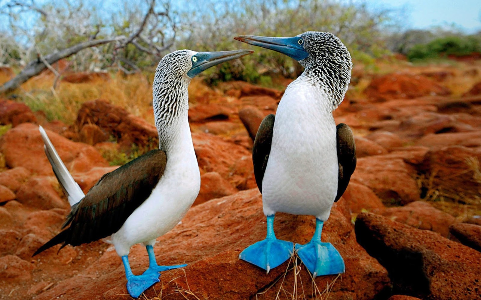 Twee blauwvoetgenten Foto met twee blauwvoetgenten