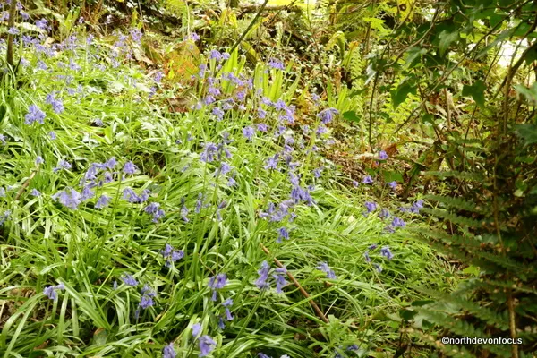 Wildflowers of Peppercombe - Photo copyright Pat Adams (All rights reserved)