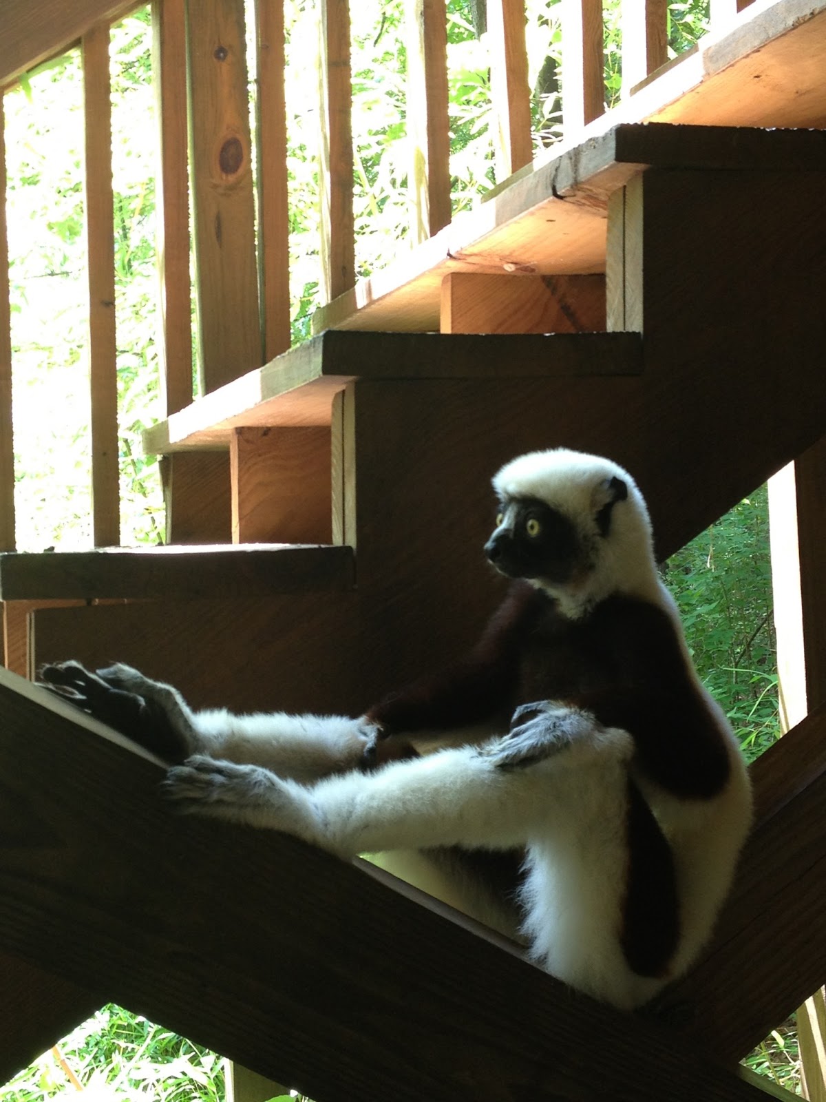 Living on Lemur Lane: Me and you and Zoboomafoo.