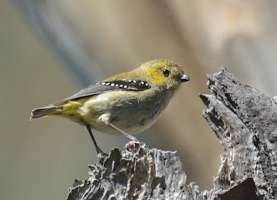 Forty spotted Pardalote