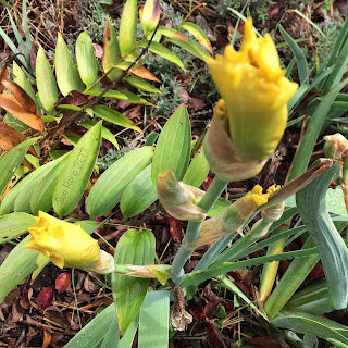 Yellow re-blooming iris buds_Sue Reno