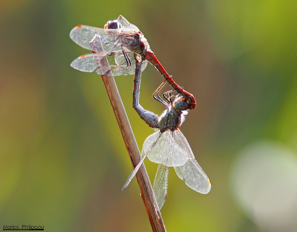 Dragonflies of Cyprus: Sympetrum striolatum ( Common darter ) ~ Cyprus ...