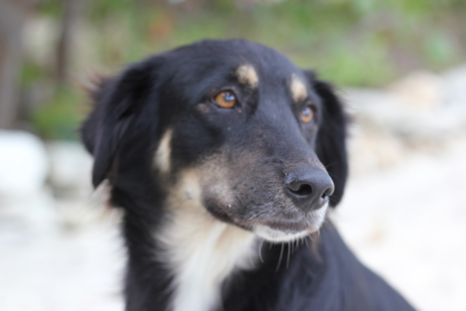 Bringing A Dog To The Bahamas What Is Required