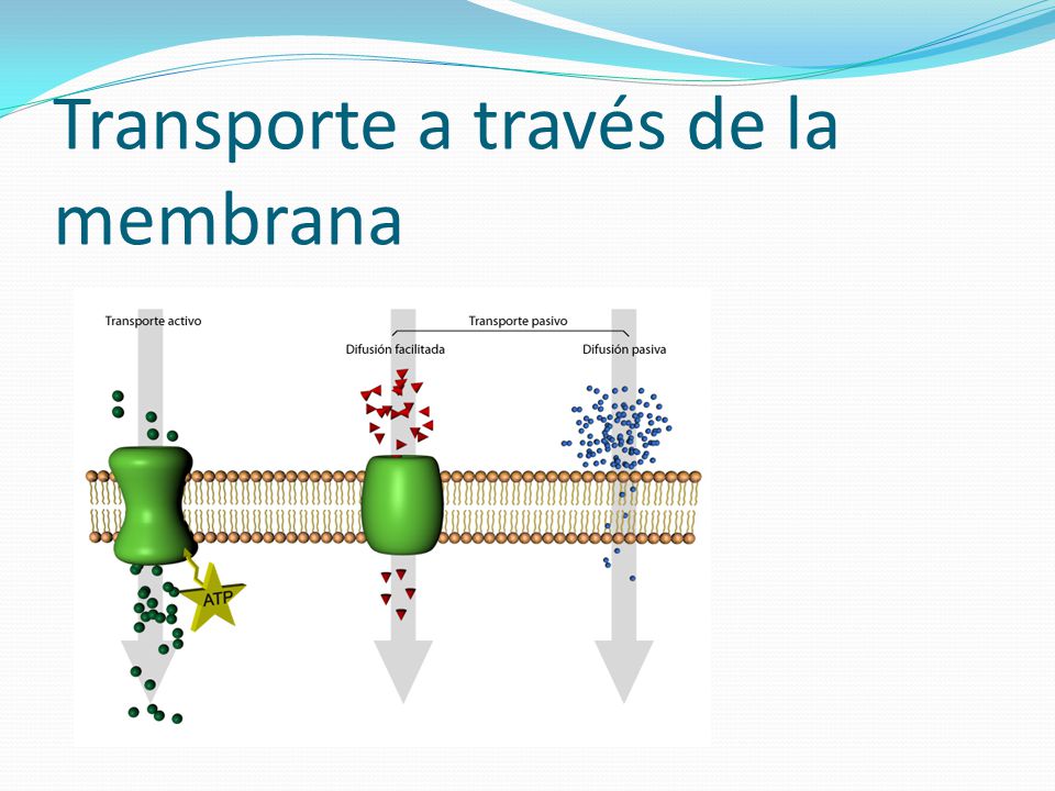 transporte a traves de membrana