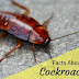 See Reasons Why You Must Start Eating Cockroaches