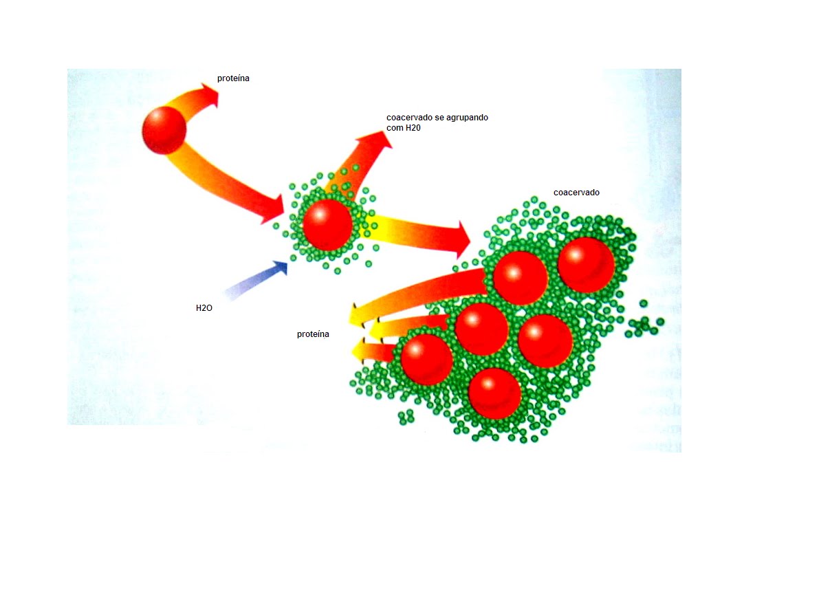 Ciências7° ano Formação dos Coacervados